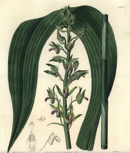 Orquídea terrestre variedad - Orquídea coco silvestre, Eulophia alta de Sydenham Teast Edwards