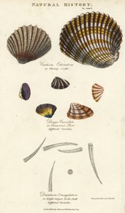 Berberecho espinoso, Cardium echinatum, purr truncado, Donax crenulata, y concha de diente de ocho crestas, Dentalium octangulatum. Grabado en cobre coloreado a mano después de Sydenham Edwards del Pantologia de John Mason Good, una Nueva Enciclopedia, G.  de Sydenham Teast Edwards