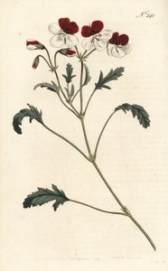 Geranio tricolor, Pelargonium tricolor. Grabado en cobre a mano coloreado por Sansom después de una ilustración de Sydenham Edwards del Botanical Magazine de William Curtis, Londres de Sydenham Teast Edwards
