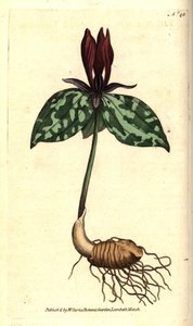 Trillium sessile. Grabado en cobre coloreado a mano después de una ilustración botánica por James Sowerby del Botanical Magazine de William Curtis, Lambeth Marsh, Londres de Sydenham Teast Edwards