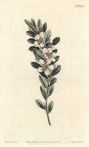 Árbol de té o mirto australiano - Árbol de té costero, Leptospermum laevigatum (Fabricia laevigata). Grabado en cobre coloreado a mano por F. Sansom Jr. después de una ilustración de Sydenham Edwards del Botanical Magazine de William Curtis, T. Curtis, Lon de Sydenham Teast Edwards