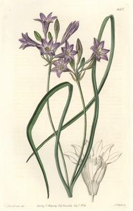 Triteleia o brodiacea lache, del Registro Botánico de Sydenham Teast Edwards
