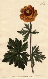 Troll o bola de oro asiática con flor amarilla oscura, nativa de Siberia y Capadocia. Trollius asiaticus. Grabado en cobre coloreado a mano de una ilustración botánica de Sydenham Edwards de Sydenham Teast Edwards