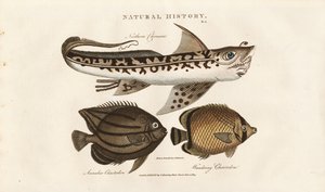  de Sydenham Teast Edwards