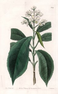 Turpinia Variete - Placa grabada por S. Watts, de una ilustración de Sarah Anne Drake (1803-1857), del Registro Botánico de Sydenham Edwards (1768-1819), Inglaterra de Sydenham Teast Edwards