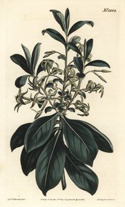 Dafne de flores gemelas, Daphne pontica de Sydenham Teast Edwards