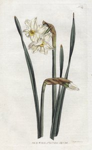 Narciso de dos flores