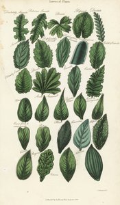 Tipos de hojas de plantas. Grabado en cobre coloreado a mano después de Sydenham Edwards del Pantologia de John Mason Good, una nueva enciclopedia, G. Kearsley, Londres