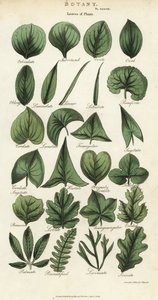 Tipos de hojas de plantas de Sydenham Teast Edwards
