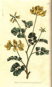 Coronilla de Valencia - Coronilla escorpión, Coronilla valentina subsp. glauca de Sydenham Teast Edwards