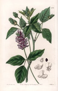 Variete de Psoralea - Tabla grabada por S. Watts, de una ilustración de Sarah Anne Drake, del Registro Botánico de Sydenham Edwards, Inglaterra de Sydenham Teast Edwards
