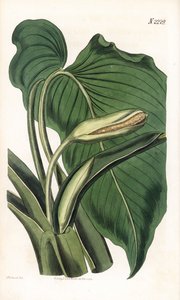 Variedad de calla o arum - Calla aromática, Homalomena aromatica (Calla aromatica). Grabado en cobre coloreado a mano por Weddell después de una ilustración de Sydenham Edwards del Botanical Magazine de Samuel Curtis, Londres