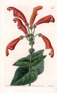 Variete de gesneria, una flor en tubos - Placa grabada por S. Watts, basada en una ilustración de Sarah Anne Drake (1803-1857), del Registro Botánico de Sydenham Edwards (1768-1819), Inglaterra de Sydenham Teast Edwards
