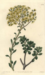 Sempervivum villosum, del Botanical Register de Sydenham Edwards de Sydenham Teast Edwards