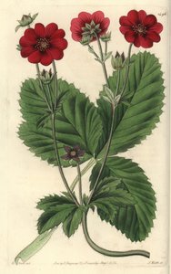 Variedad de Cinquefoil, del Registro Botánico de Sydenham Edwards de Sydenham Teast Edwards