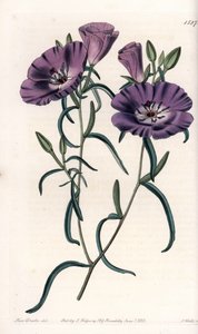 Variedad de Clarkia, nativa de Sudamérica de Sydenham Teast Edwards