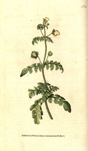 Variedad de calceolar - Calceolaria pinnata de Sydenham Teast Edwards