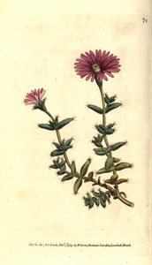 Variedad de ficoide - Mesembryanthemum barbarum. Grabado en cobre coloreado a mano después de una ilustración botánica del Botanical Magazine de William Curtis, Lambeth Marsh, Londres de Sydenham Teast Edwards