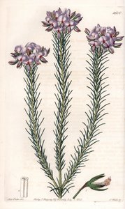 Variedad de gompholobium (familia de plantas leguminosas), nativa de Australia - Placa grabada por S.Watts, de una ilustración de Sarah Anne Drake, del Botanical Register de Sydenham Edwards