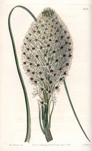 Variedad de liliacee (Helonias asphodeloides) - del Registro Botánico de Sydenham Teast Edwards