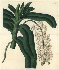Variedad de orquídea epidendrum, conocida como ungüento jamaicano de Sydenham Teast Edwards