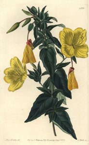 Variedad de onagra o hierba con burros - Oenothera fruticosa subsp. glauca. Grabado en cobre coloreado a mano por S. Watts después de una ilustración de Sarah Drake del Botanical Register de Sydenham Edwards