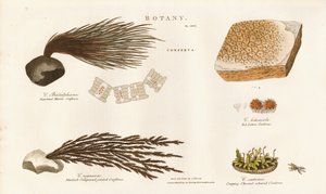 Varias especies de algas (Conferva) de Sydenham Teast Edwards