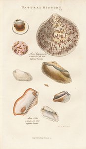  de Sydenham Teast Edwards