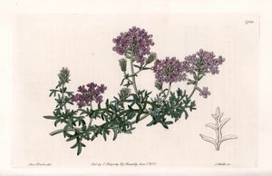 Verbena multifida - Grabada por S. Watts, de una ilustración de Sarah Anne Drake, del Registro Botánico de Sydenham Edwards de Sydenham Teast Edwards