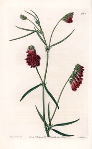 Variedad de vesces - Placa grabada por S. Watts, de una ilustración de Sarah Anne Drake (1803-1857), del Botanical Register de Sydenham Edwards (1768-1819), Inglaterra de Sydenham Teast Edwards