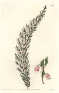 Epiario vesicular, originario de Europa - Placa grabada por S. Watts de una ilustración de Sarah Anne Drake, del Registro Botánico