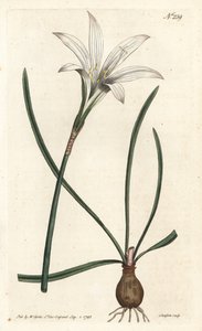 Lirio de Atamasco, Zephyranthes atamasco de Sydenham Teast Edwards
