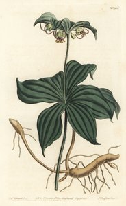 Medeola virginiana - Pepino indio. Grabado en cobre coloreado por F. Sansom Jr. de una ilustración de Sydenham Edwards del Botanical Magazine de William Curtis, Londres de Sydenham Teast Edwards