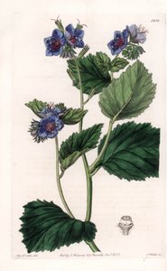 Phacelia viscosa de Sydenham Teast Edwards