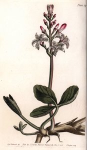 Trébol de agua o menyanthes trifoliata de Sydenham Teast Edwards