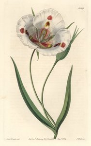 Calochorte de flores blancas (mariposa), nativa de California - del Registro Botánico de Sydenham Teast Edwards