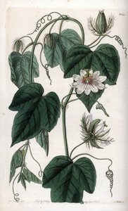 Flor de la pasión blanca - del Registro Botánico de Sydenham Teast Edwards