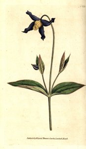 Clemátide de hoja entera - Clematis integrifolia. Grabado en cobre coloreado a mano después de una ilustración botánica del Botanical Magazine de William Curtis, Lambeth Marsh, Londres de Sydenham Teast Edwards