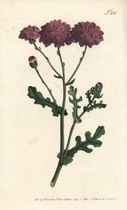 Cineraire silvestre - Senecio elegans. Grabado en cobre a mano coloreado por Sansom después de una ilustración de Sydenham Edwards del Botanical Magazine de William Curtis, Londres