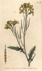 Rábano silvestre, Raphanus raphanistrum, Siliquosa. Grabado en cobre coloreado a mano por F. Sansom de una ilustración botánica de Sydenham Edwards para las Conferencias sobre Botánica de William Curtis, como se impartieron en el Jardín Botánico de Lambeth de Sydenham Teast Edwards