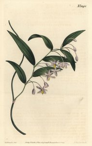 Eustrephus latifolius - Baya de wombat o eustrephus de hojas anchas. Grabado en cobre coloreado por F. Sansom Jr. de una ilustración de Sydenham Edwards del Botanical Magazine de William Curtis, Londres de Sydenham Teast Edwards
