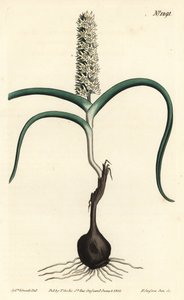 Wurmbea monopetala, del Botanical Magazine de William Curtis de Sydenham Teast Edwards