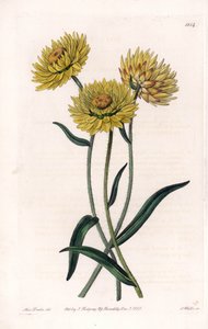 Xerochrysum variete, endémico en Australia - Grabado por S. Watts, de una ilustración de Sarah Anne Drake (1803-1857), del Registro Botánico de Sydenham Edwards (1768-1819), Inglaterra de Sydenham Teast Edwards
