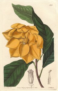 Magnolia de flores amarillas, nativa de Java (Indonesia) - Agua fuerte de S. Watts de una ilustración de Sarah Anne Drake (1803-1857), del Registro Botánico de Sydenham Teast Edwards
