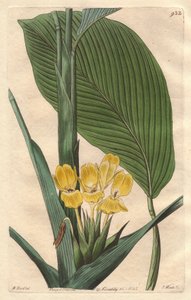 Calathea de flores amarillas, nativa de Brasil - S. Watts fuerte agua de una ilustración de M. Mart, del Registro Botánico de Sydenham Teast Edwards