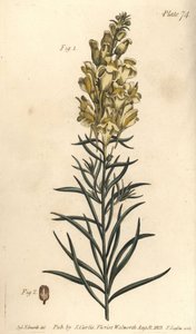 Lino de sapo amarillo o dragón, Antirrhinum majus, Angiospermia. Grabado en cobre coloreado a mano de F. Sansom de una ilustración botánica de Sydenham Edwards para las Lectures on Botany de William Curtis, como se impartieron en el Jardín Botánico de Lamb de Sydenham Teast Edwards