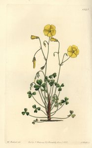 Oxalis amarilla, Oxalis micrantha - del Registro Botánico de Sydenham Teast Edwards