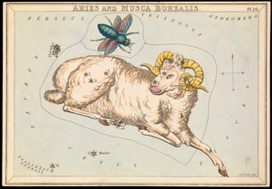 Aries y Musca borealis, c.1825 (cartulina, papel, tejido)