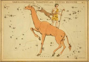 Camelopardalis, Tarandus y Custos Messium, Ilustración de 