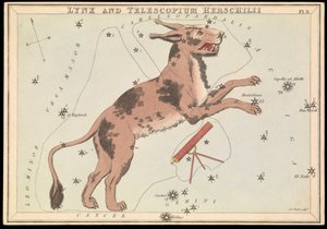 Lynx y Telescopium Hereschilii, c.1825 (cartulina, papel, tejido )